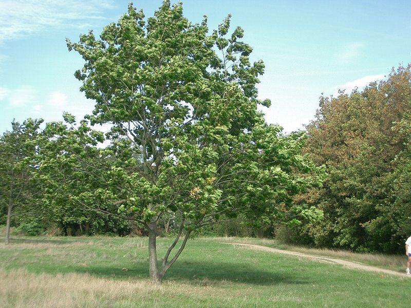 Quercus palustris Vert Fôret Vente en gros d